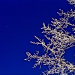 Frosty branches along the river in Calgary.